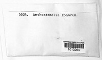 Anthostomella conorum image